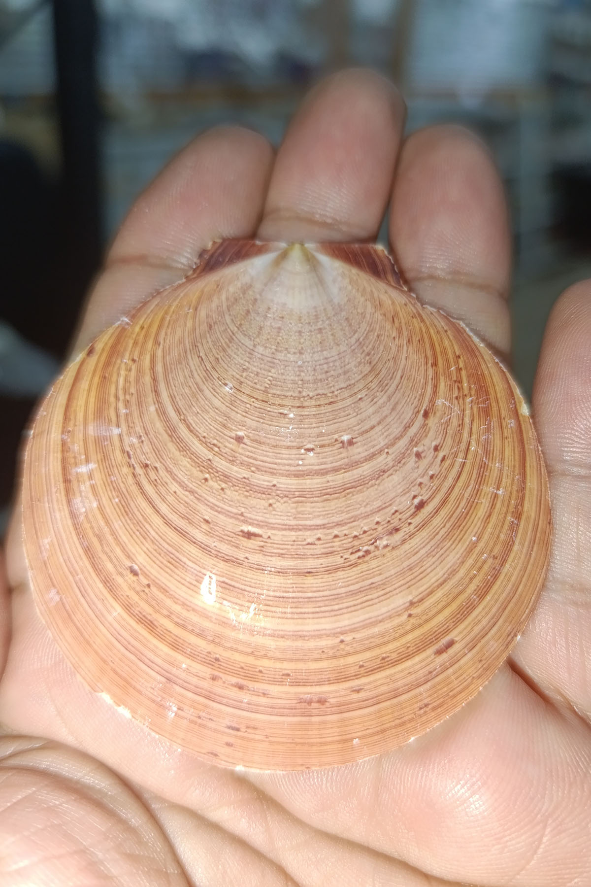 Pecten Mascarensıs Deniz Yelpazesi Kabuğu - Görsel 2