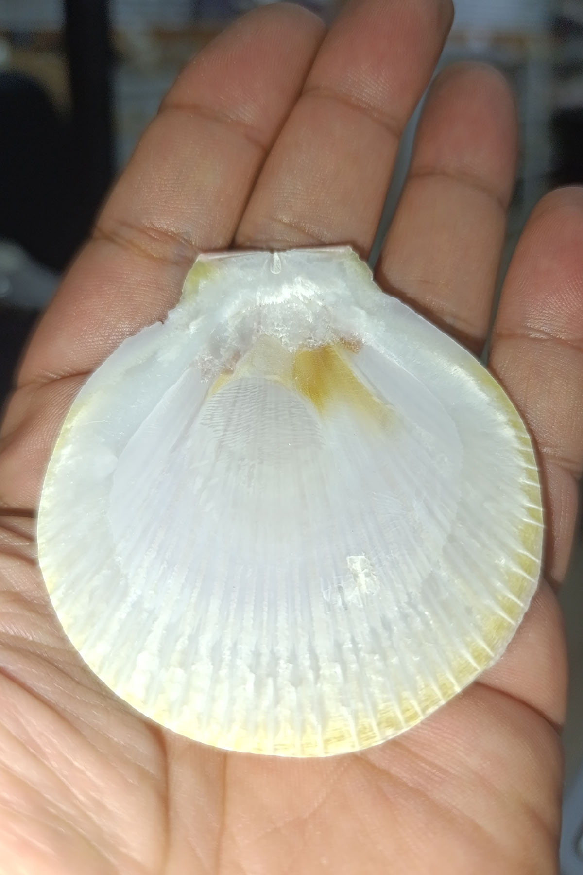 Pecten Mascarensıs Deniz Yelpazesi Kabuğu - Görsel 3