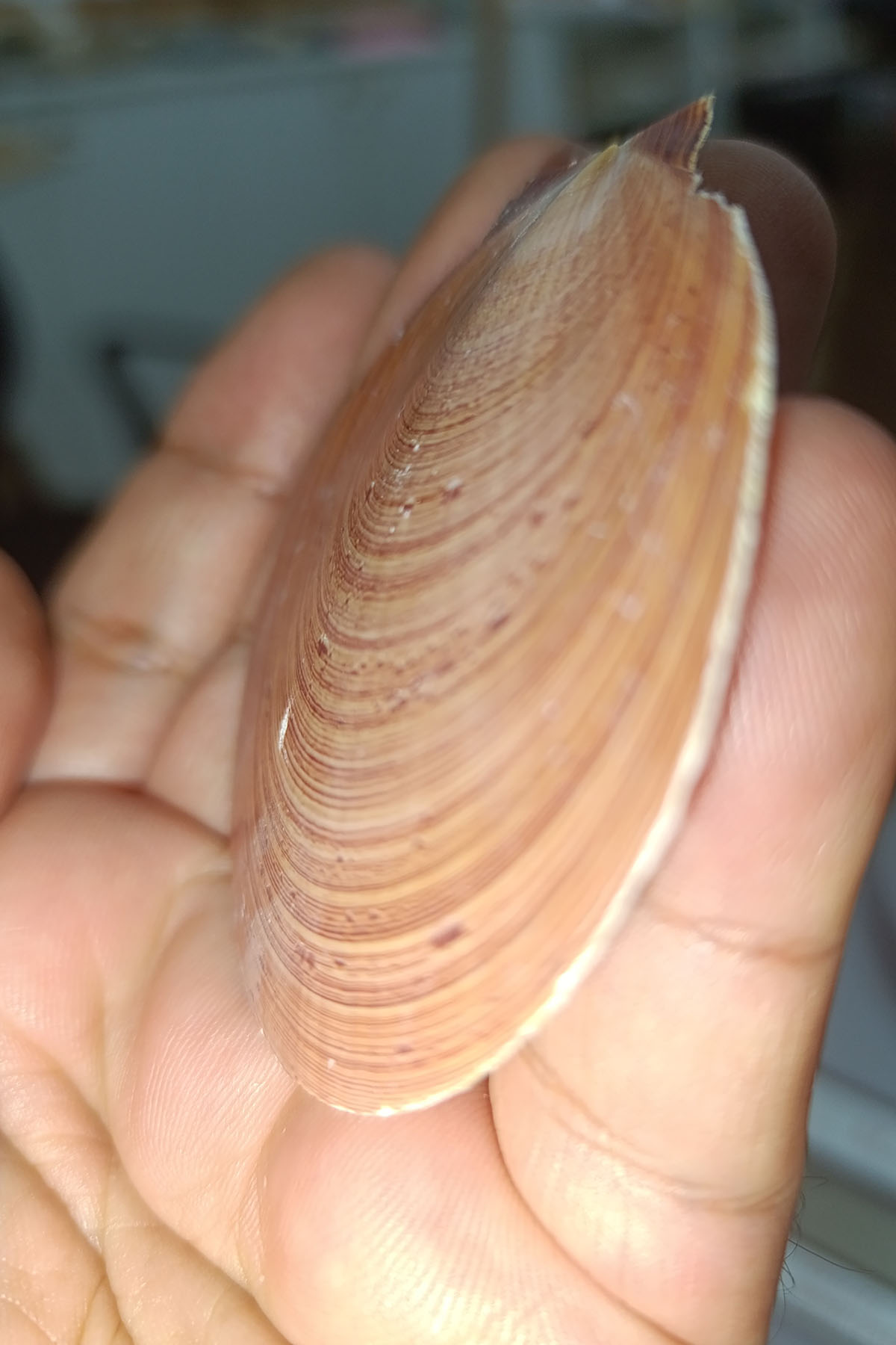 Pecten Mascarensıs Deniz Yelpazesi Kabuğu