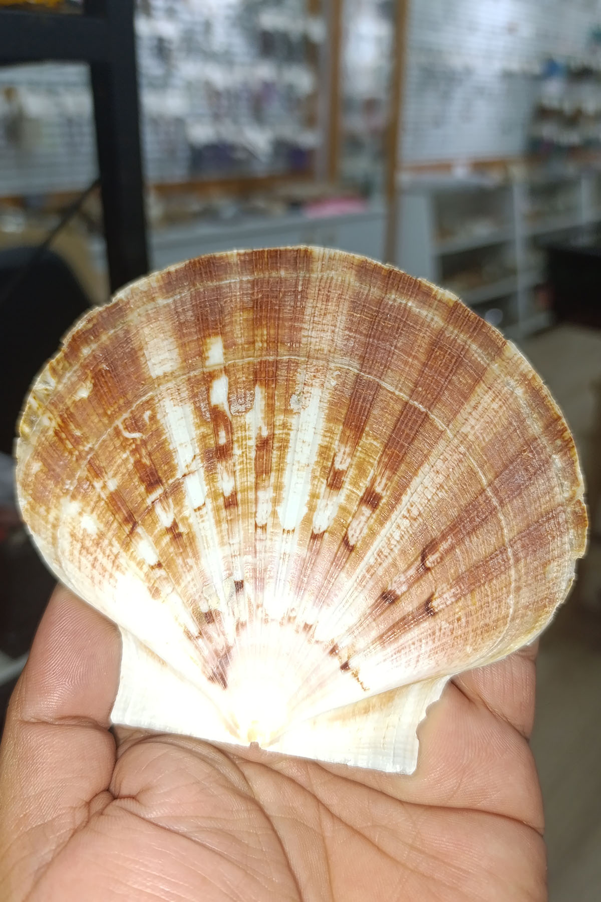 Pecten Maximus Deniz Yelpazesi Kabuğu - Görsel 2
