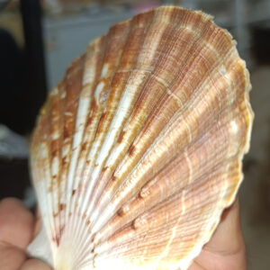 Pecten Maximus Deniz Yelpazesi Kabuğu