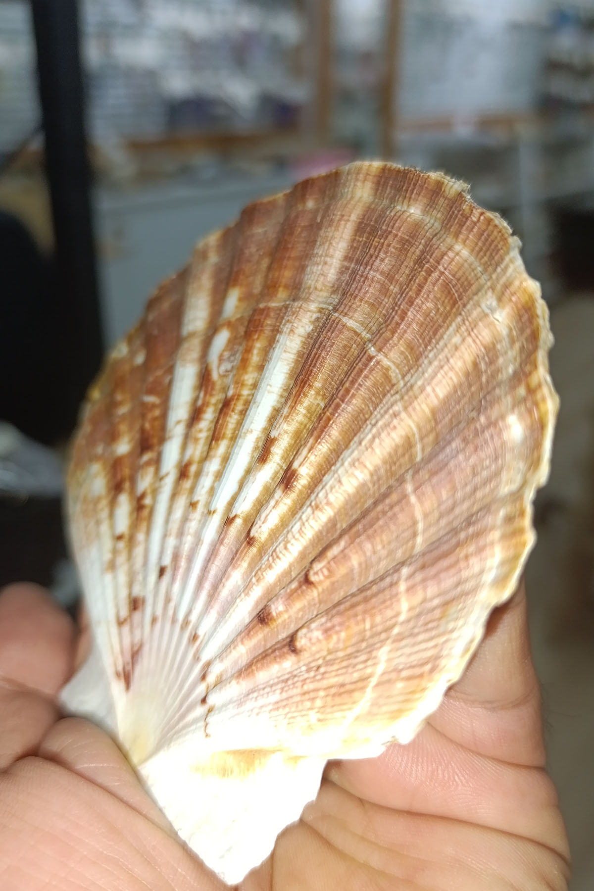 Pecten Maximus Deniz Yelpazesi Kabuğu