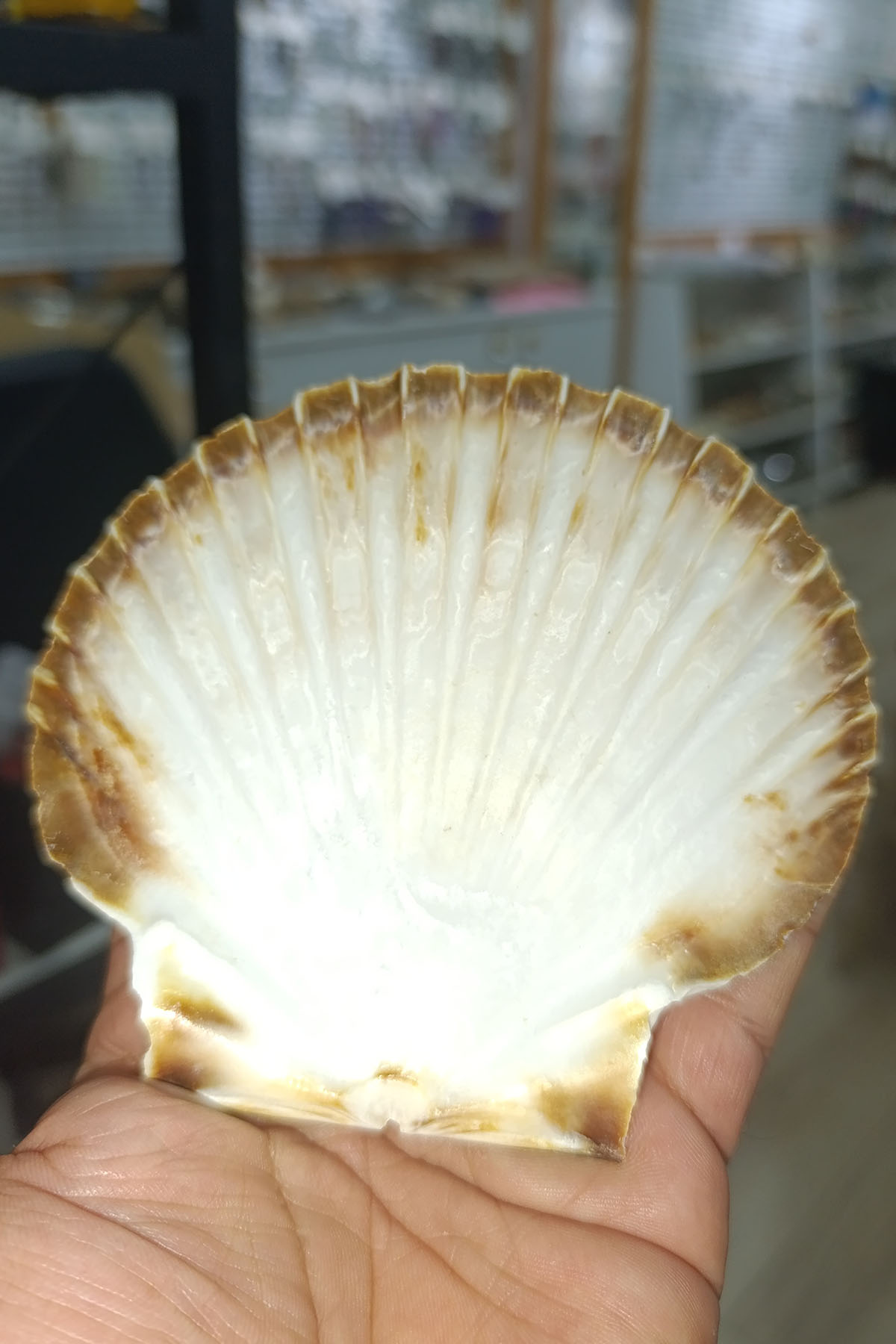 Pecten Maximus Deniz Yelpazesi Kabuğu - Görsel 3