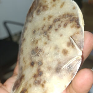 Placuna Deniz Kabuğu 1 Adet