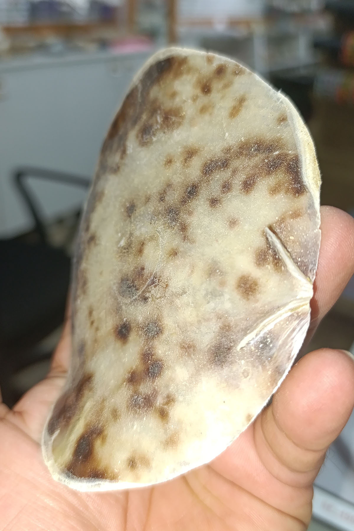 Placuna Deniz Kabuğu 1 Adet