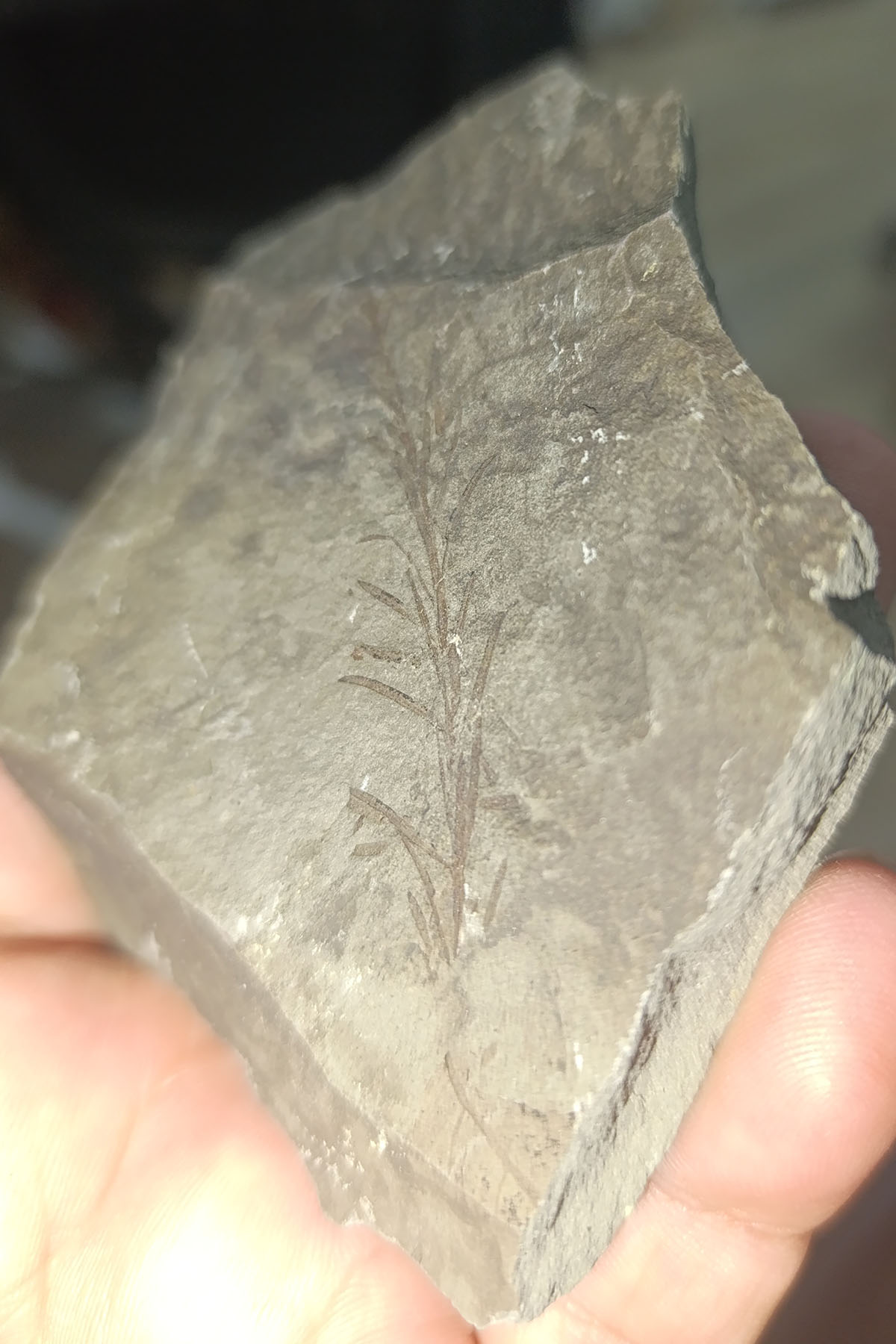 Bitki Fosili 183 Gr