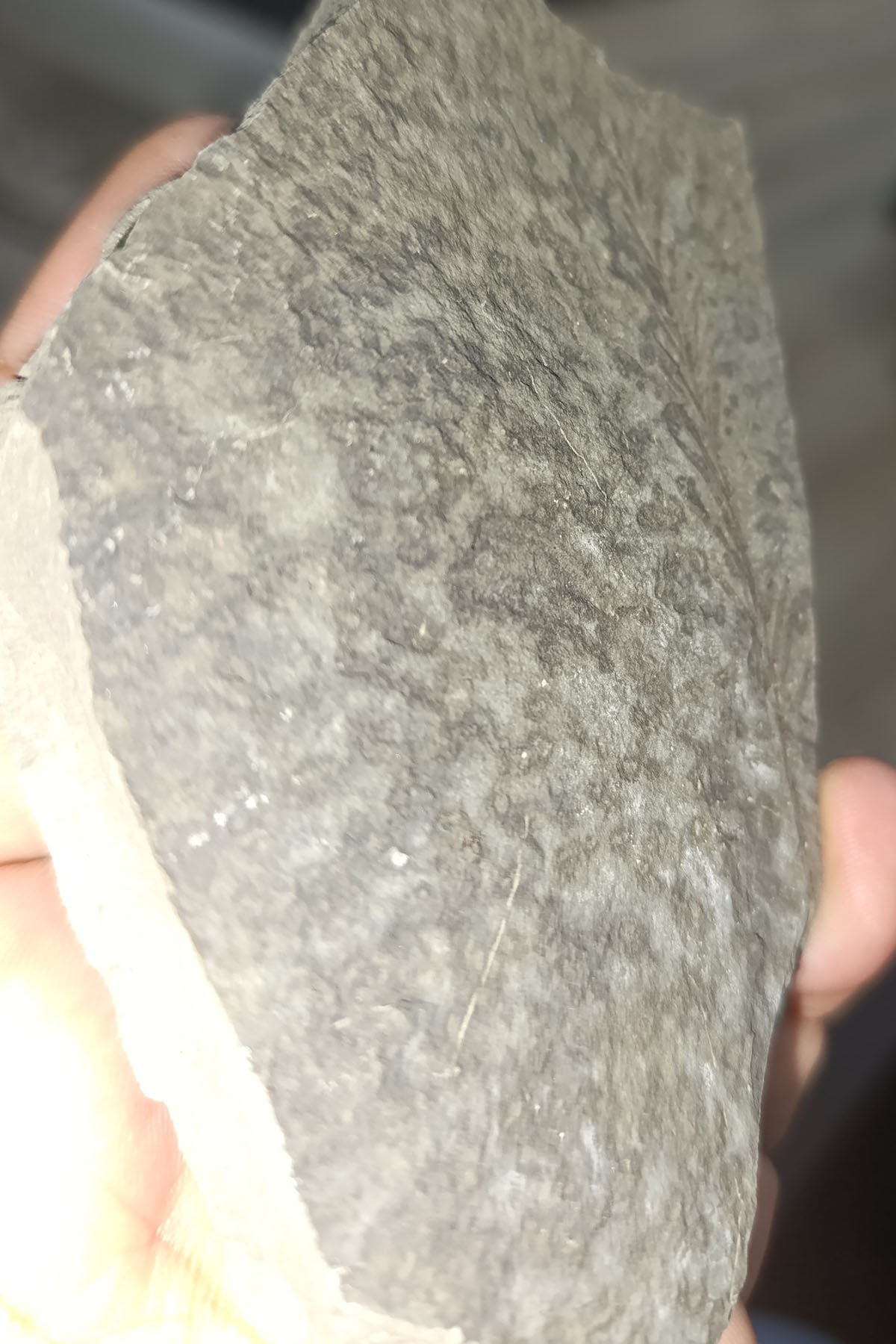 Bitki Fosili 283 Gr