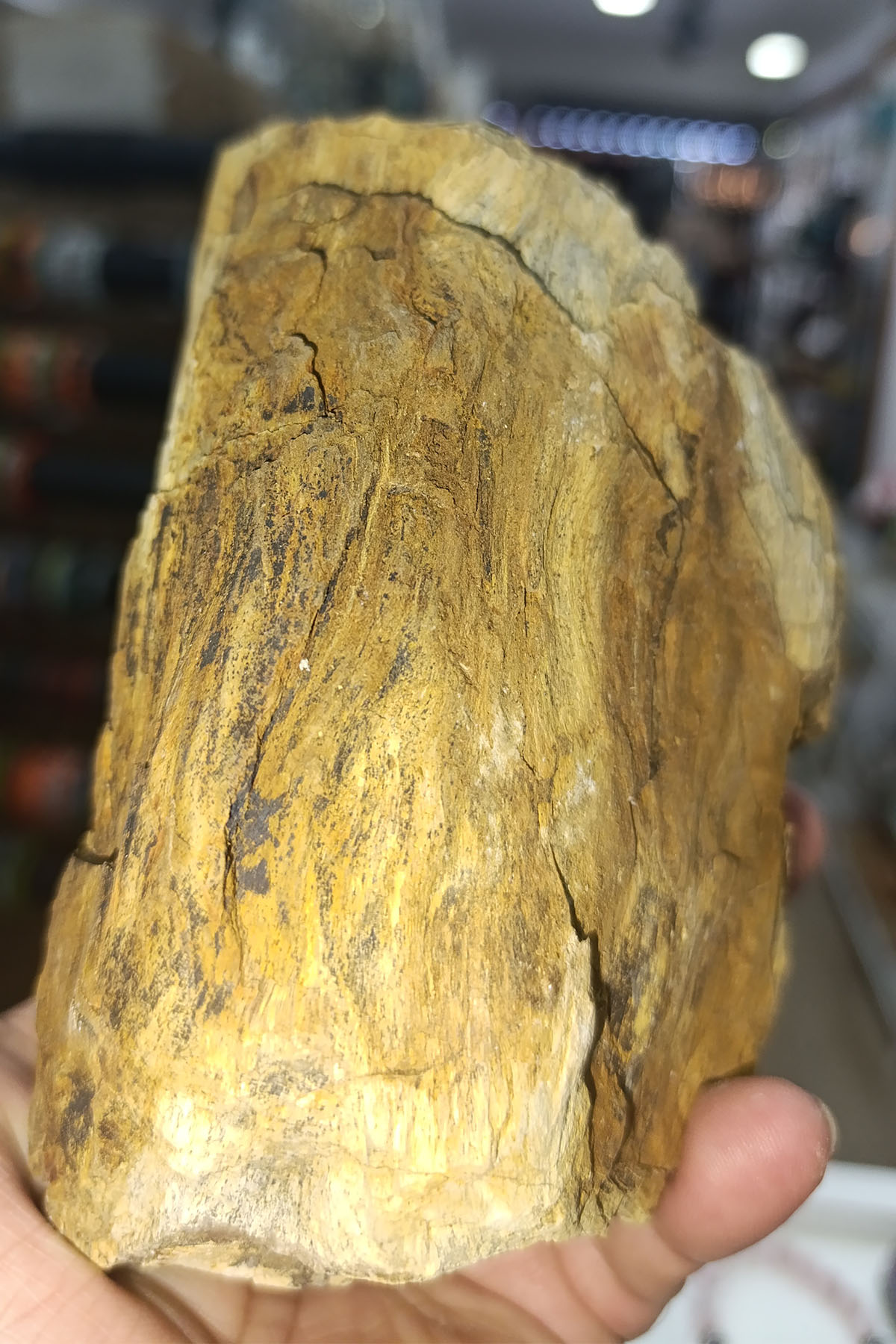Ağaç Fosili Ham Natural Doğaltaş Kütle 1657 Gr - Görsel 2