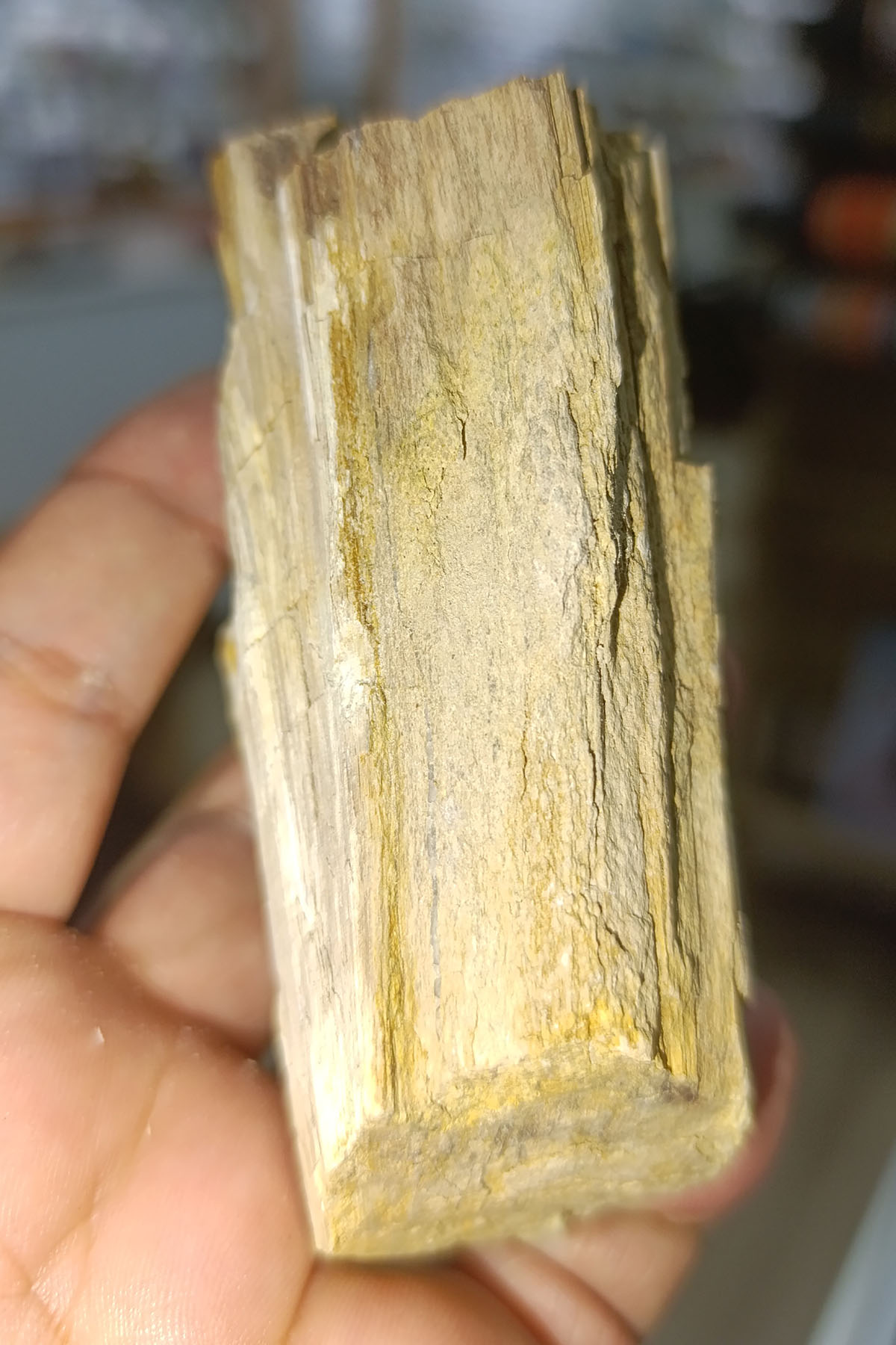 Ağaç Fosili Ham Natural Doğaltaş Kütle 301 Gr