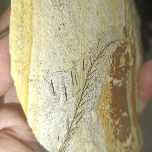 Bitki Fosili Natural Doğaltaş Kütle 154 Gr