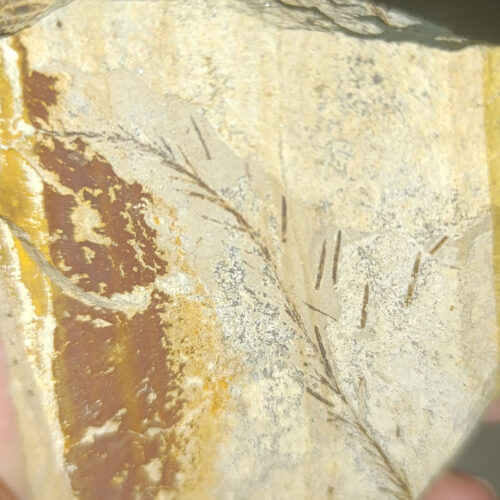 Bitki Fosili Natural Doğaltaş Kütle 158 Gr