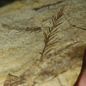 Bitki Fosili Natural Doğaltaş Kütle 472 Gr