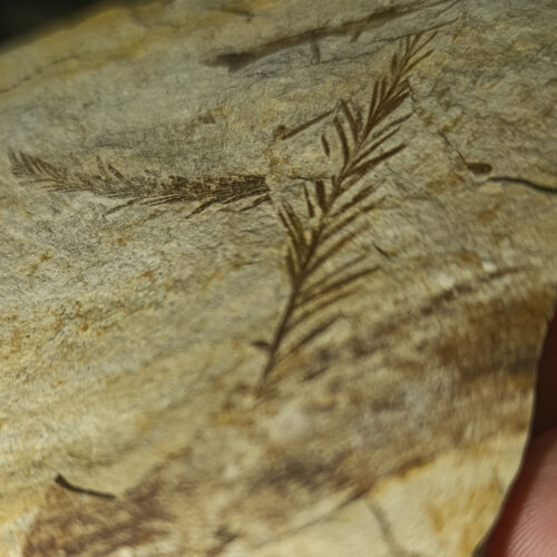 Bitki Fosili Natural Doğaltaş Kütle 472 Gr