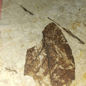 Yaprak Fosili Ham Natural Doğaltaş Kütle 1176 Gr