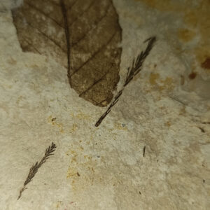 Yaprak Fosili Ham Natural Doğaltaş Kütle 596 Gr