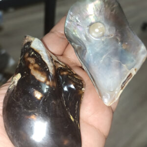 Brown Lip İncili Orjinal Deniz Kabuğu 1 Adet