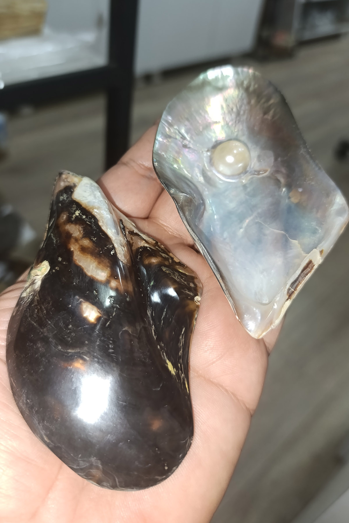Brown Lip İncili Orjinal Deniz Kabuğu 1 Adet