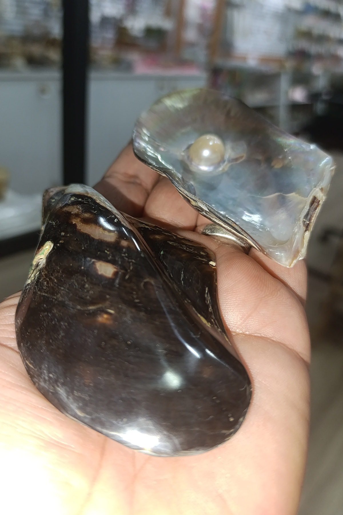 Brown Lip İncili Orjinal Deniz Kabuğu 1 Adet - Görsel 2