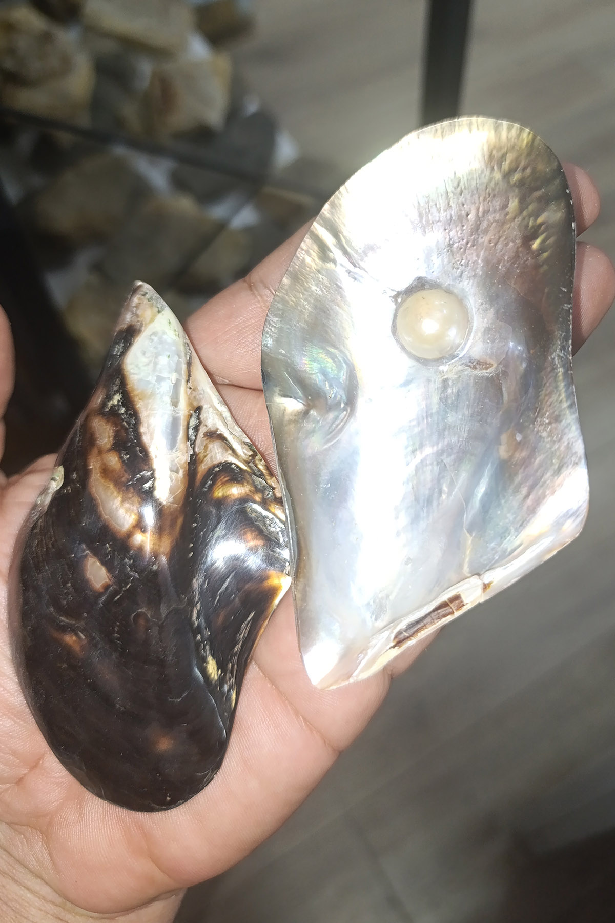Brown Lip İncili Orjinal Deniz Kabuğu 1 Adet - Görsel 3