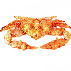 Kurutulmuş Orjinal Kaya Yengeci 15 cm