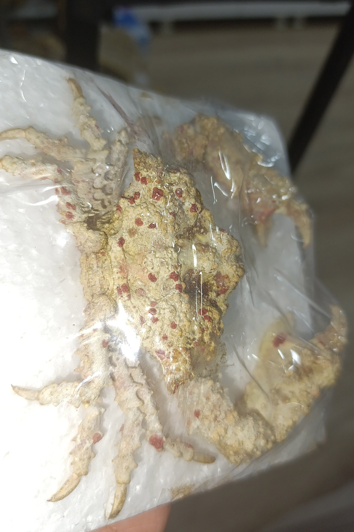 Kurutulmuş Orjinal Kaya Yengeci 15 cm - Görsel 3