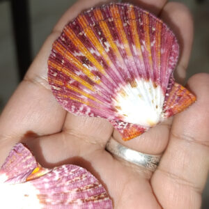 Pecten Phallıum Deniz Kabuğu Çift Kapalı 1 Adet