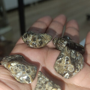 Turritella Akik Taşı Ham İşlenmemiş Kütle