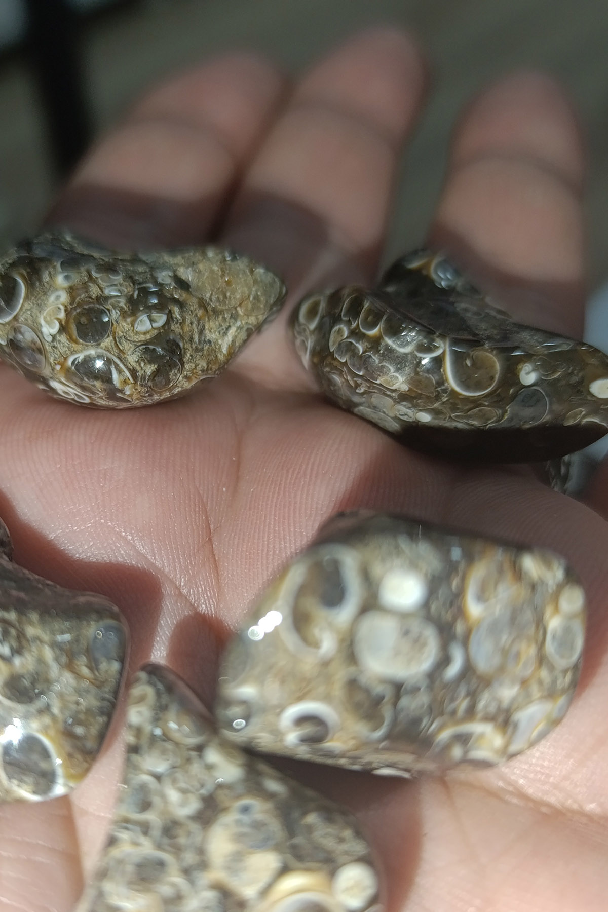 Turritella Akik Taşı Ham İşlenmemiş Kütle - Görsel 4
