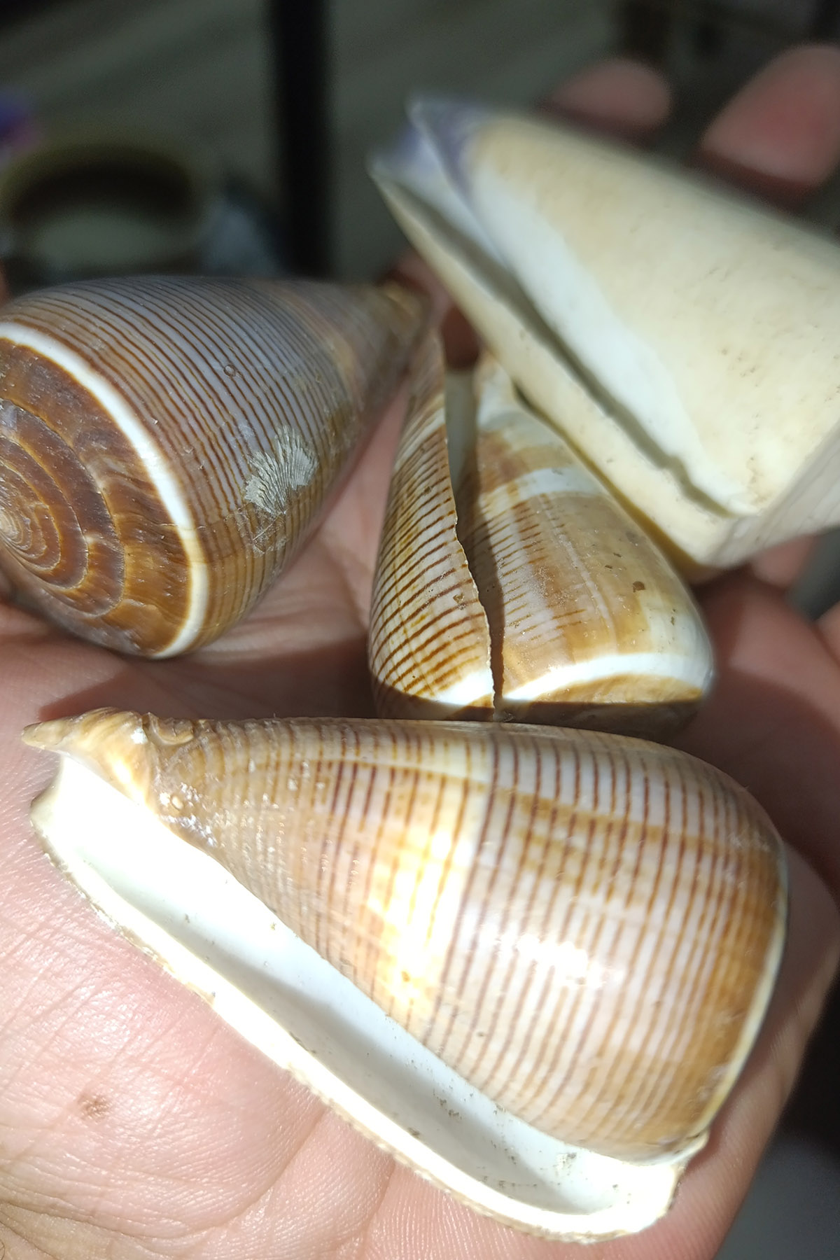 Conus figulinus Doğal Deniz Kabuğu 1 Adet - Görsel 2