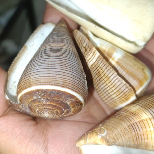 Conus figulinus Doğal Deniz Kabuğu 1 Adet