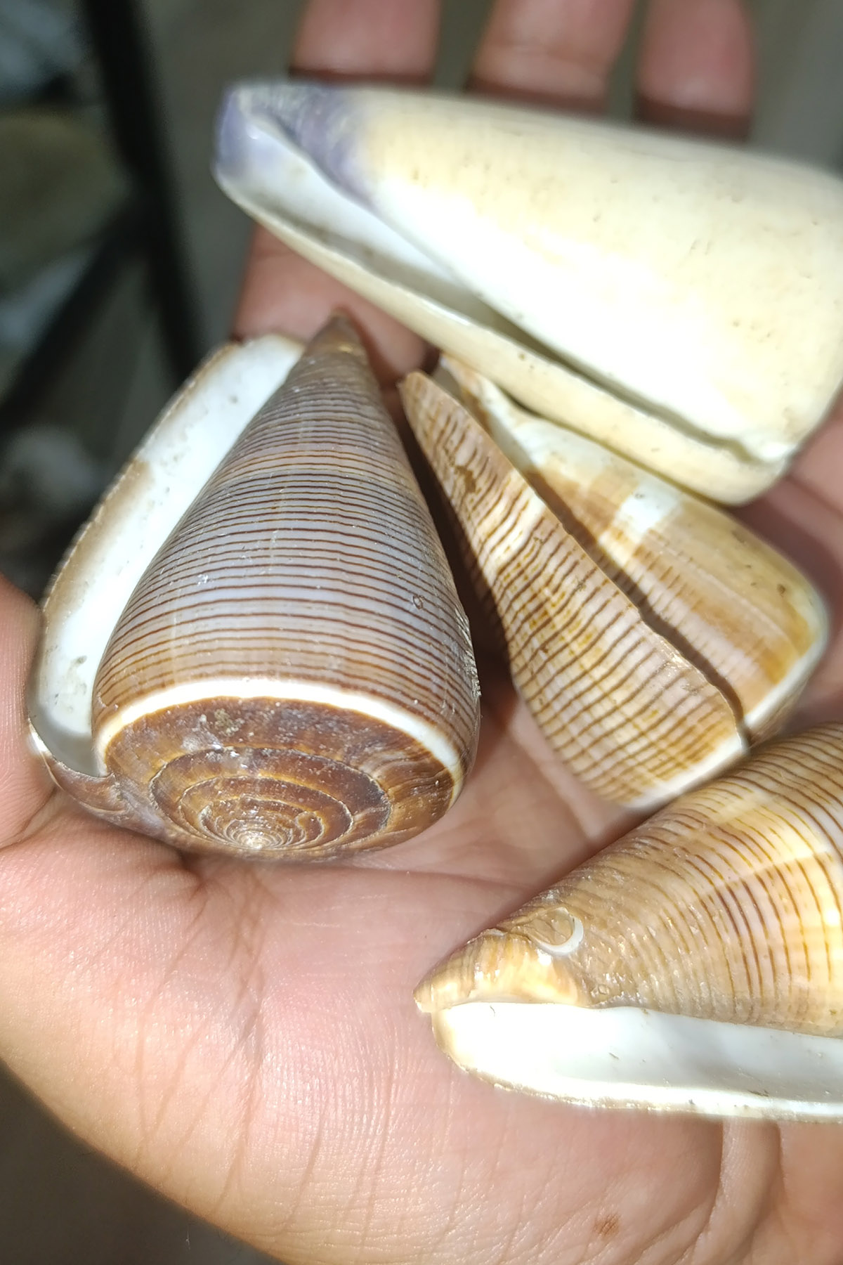 Conus figulinus Doğal Deniz Kabuğu 1 Adet