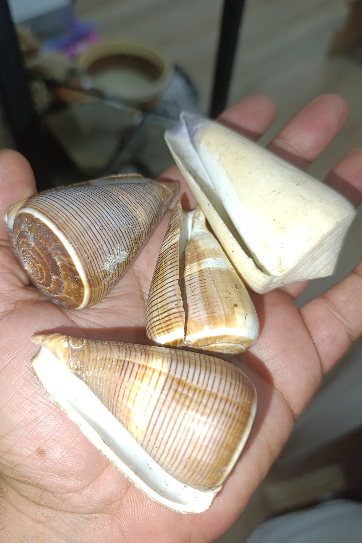 Conus figulinus Doğal Deniz Kabuğu 1 Adet - Görsel 3