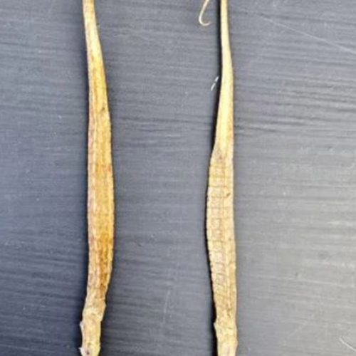 Kurutulmuş Deniz Atı ( Sea Dragon ) 1 Adet