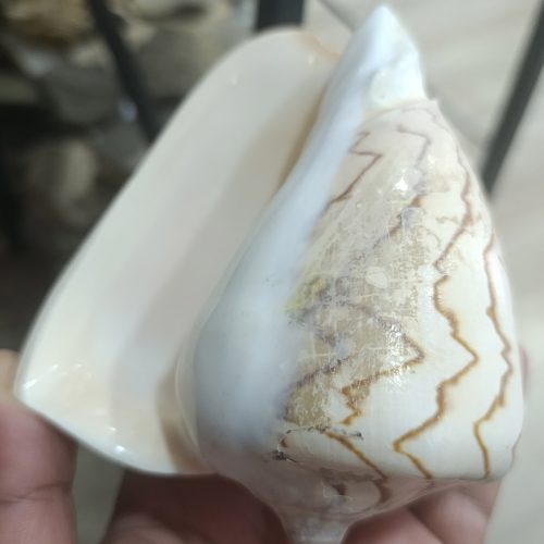 Voluta Nobılıs Deniz Kabuğu Büyük 1 Adet